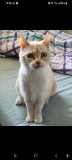 Wicky, Dieren en Toebehoren, Katten en Kittens | Overige Katten, Kater