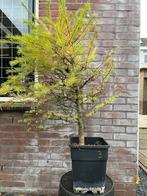 Bonsai Japanse Lariks 3, Ophalen, Bloeit niet, Halfschaduw, Overige soorten