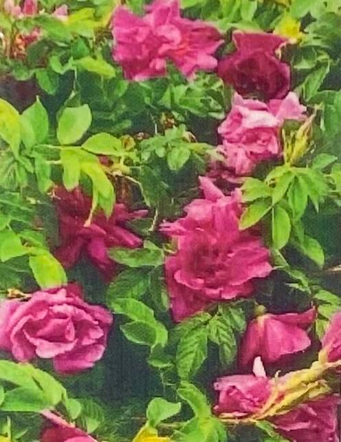 Heerlijk geurende roos, Tuin en Terras, Planten | Tuinplanten, Overige soorten, Volle zon, Zomer, Ophalen