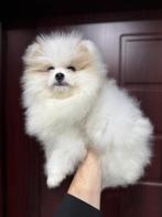 Prachtige mini pomeriaan puppy’s ( bear face ), België, Particulier, Keeshond, 8 tot 15 weken