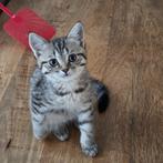 Nog 1 lief Britse korthaar poesje beschikbaar., Dieren en Toebehoren, Poes, Gechipt, 0 tot 2 jaar