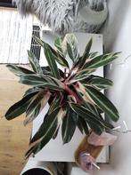 Big and pretty Stomanthe Triostar Calathea Tricolor, Ophalen, Overige soorten, Halfschaduw, Minder dan 100 cm
