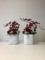 Mooi smal donkerrood stuk in witte stenen pot 50 hoog 30 br., Ophalen, Zo goed als nieuw