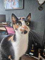 Lieve poes zoekt boerderij, Dieren en Toebehoren, Poes