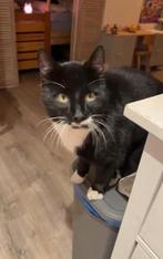 Zwart met witte kater, Dieren en Toebehoren, 3 tot 5 jaar