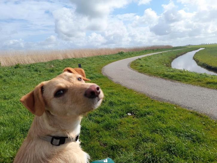 Vaste oppas gezocht, Dieren en Toebehoren, Honden | Niet-rashonden, Teef, Particulier, Eén hond, Buitenland, 3 tot 5 jaar