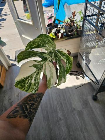Monstera albo veriegated beschikbaar voor biedingen