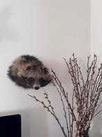Taxidermie wasbeerhond, Ophalen, Opgezet dier