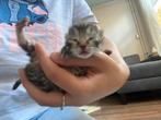 Kittens, Dieren en Toebehoren, Katten en Kittens | Overige Katten, Meerdere dieren