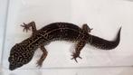 Luipaardgekko's, Dieren en Toebehoren, Reptielen en Amfibieën, Hagedis, Tam, 0 tot 2 jaar