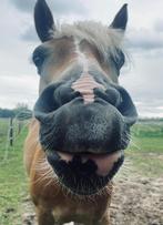 Super lieve mooie haflinger merrie️️, Dieren en Toebehoren, Merrie, Met stamboom, Minder dan 160 cm, 11 jaar of ouder