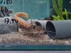Giraffekopmeerval, Auchenoglanis Occidentalis, Dieren en Toebehoren, Vissen | Aquariumvissen, Vis, Zoetwatervis
