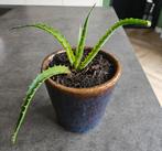 Aloë arborescens stek - in pot, Ophalen