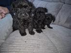 Mini toy poedel pups chocolade bruin, Dieren en Toebehoren, Honden | Chihuahua's en Gezelschapshonden, Poedel, CDV (hondenziekte)