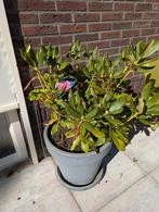 2x rododendrons plant in pot, Ophalen, Overige soorten, Halfschaduw, In pot