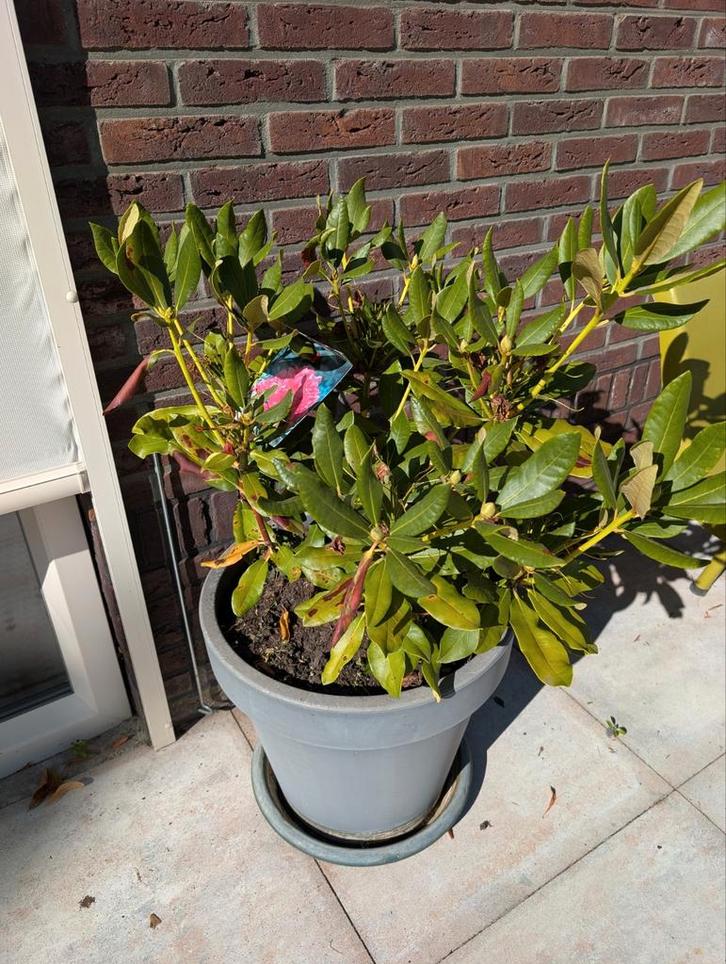 2x rododendrons plant in pot, Huis en Inrichting, Kamerplanten, Overige soorten, Minder dan 100 cm, Groene kamerplant, Halfschaduw