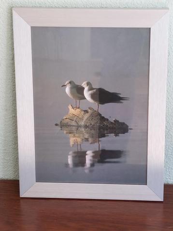 Aluminium Fotolijstje met Meeuwen beschikbaar voor biedingen
