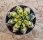 Cactus Gymnocalycium Mihanovichii p7 (26)