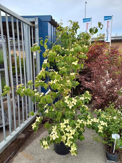 Cornus kousa chinensis 180cm €79,95, Tuin en Terras, Planten | Tuinplanten, Overige soorten, Volle zon, Zomer, Ophalen