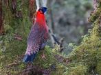 Satyr tragopaan gezocht, Dieren en Toebehoren, Vogels | Overige Vogels, Meerdere dieren, Tropenvogel, Geringd