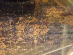 Borstelneus ancistrus, Vis, Zoetwatervis
