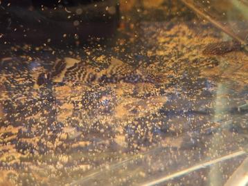 Borstelneus ancistrus beschikbaar voor biedingen