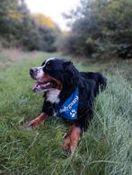 Liefdevol huisje gezocht, Dieren en Toebehoren, Honden | Niet-rashonden, Reu, Groot, Eén hond, 3 tot 5 jaar