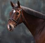 knappe allrounder te koop, Dieren en Toebehoren, Ruin, M, 165 tot 170 cm, 11 jaar of ouder