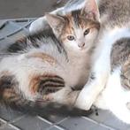 Kittens te koop!, Dieren en Toebehoren, Katten en Kittens | Overige Katten, Poes, Kortharig, 0 tot 2 jaar