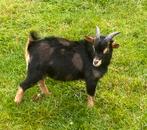 Mooie dwergbok te huur, Dieren en Toebehoren, Schapen, Geiten en Varkens