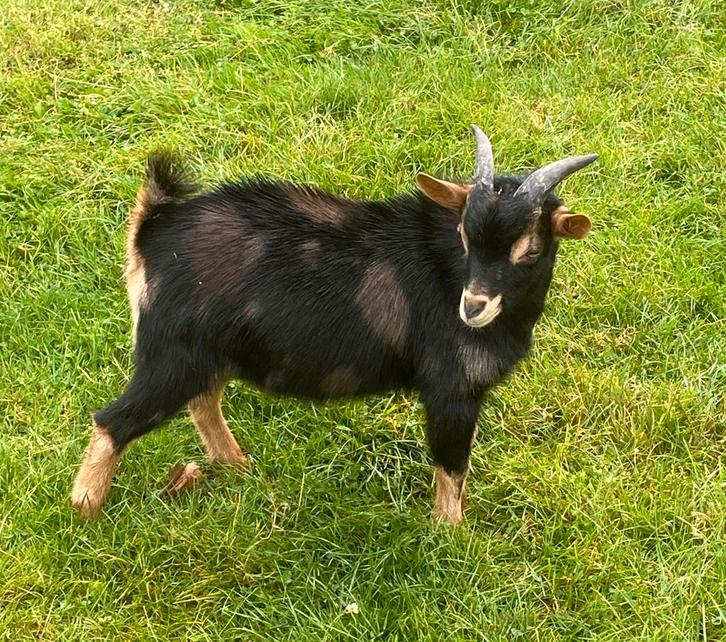 Mooie dwergbok te huur, Dieren en Toebehoren, Schapen, Geiten en Varkens