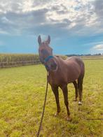 Rijpaard te koop, Ruin, Niet van toepassing, 11 jaar of ouder, Recreatiepaard