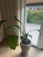 Strelitzia nicolai plant, Huis en Inrichting, Kamerplanten, Ophalen of Verzenden, Halfschaduw, Minder dan 100 cm