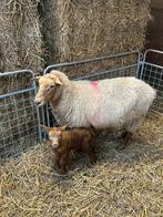 Ardense voskop met ram lam, Dieren en Toebehoren, Meerdere dieren, Schaap