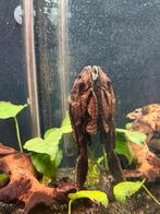 Hypostomus plecostomus, Dieren en Toebehoren, Vissen | Aquariumvissen, Vis