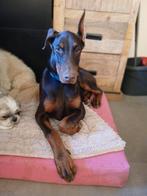 Prachtige lieve Dobermann pup zoekt goudenmand, Dieren en Toebehoren, 15 weken tot 1 jaar, Overige rassen, Teef, Eén hond