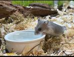 Chinese dwerghamster, Dieren en Toebehoren, Knaagdieren, Hamster, Augustus, Vrouwelijk, Tam