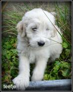 Labradoodle medium pup. Wegens annulering., Dieren en Toebehoren, Nederland, Overige rassen, 8 tot 15 weken, Teef
