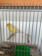 Kanarie pop geel, Dieren en Toebehoren, Vogels | Kanaries, Vrouwelijk, Kleurkanarie