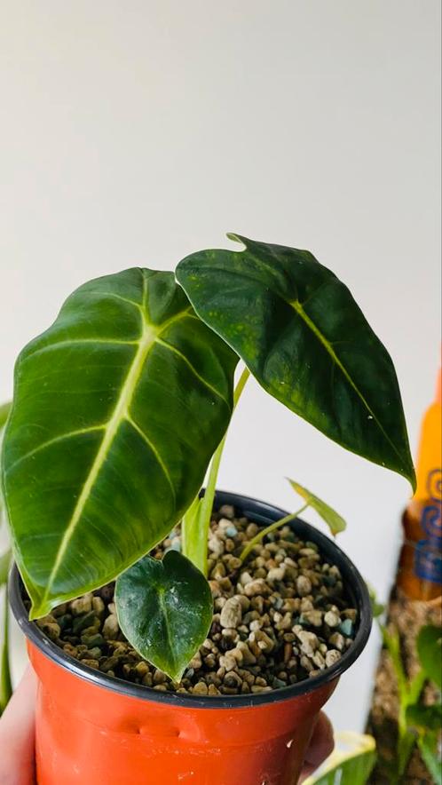 Alocasia frydek (hydro) nr11, Huis en Inrichting, Kamerplanten, Overige soorten, Minder dan 100 cm, Groene kamerplant, Ophalen of Verzenden