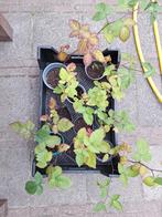 Doornloze Braam Stekken, Tuin en Terras, Ophalen, Volle zon, Vaste plant, Zomer