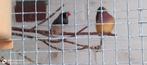 Zwartwang zebra vink man en topaas bleekrug grijs zebra vink, Dieren en Toebehoren, Vogels | Overige Vogels, Meerdere dieren, Tropenvogel