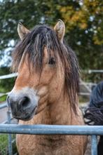 Mooie 2,5 jarige Fjord hengst, Dieren en Toebehoren, Pony's, Hengst, A pony (tot 1.17m), 0 tot 2 jaar