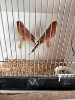 Gevraagd div soorten vogels .Zie omschrijving., Dieren en Toebehoren, Vogels | Kanaries, Meerdere dieren, Kleurkanarie