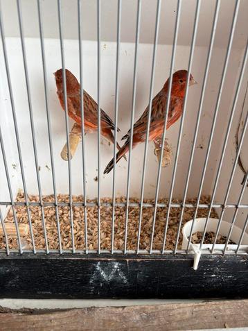 Gevraagd div soorten vogels .Zie omschrijving. beschikbaar voor biedingen