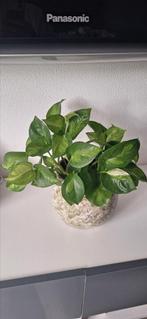Epipremnum pinnatum 'Global Green' variegata, Huis en Inrichting, Kamerplanten, Ophalen of Verzenden, Halfschaduw, Minder dan 100 cm