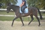 Super brave allround merrie, Dieren en Toebehoren, Paarden, Merrie, B, 160 tot 165 cm, 11 jaar of ouder