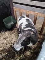 Bonte ram, Dieren en Toebehoren, Mannelijk, Schaap