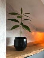 Avocado plant incl pot, Huis en Inrichting, Kamerplanten, Minder dan 100 cm, Halfschaduw, Ophalen