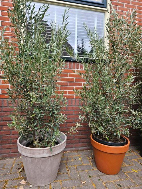 Flinke olijfstruiken +/- 175cm hoog, vol met olijven, Tuin en Terras, Planten | Bomen, Overige soorten, Minder dan 100 cm, Volle zon